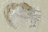 Two Cretaceous Fossil Shrimp - Lebanon #107654-2
